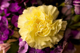50 YELLOW CARNATION Dainthus Caryophyllus Grenadin Flower Seeds *Flat S/H Carnation