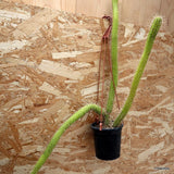 D1454 CLEISTOCACTUS BAUMANNII pot12-H57-W35 cm MaMa Cactus Green Plant