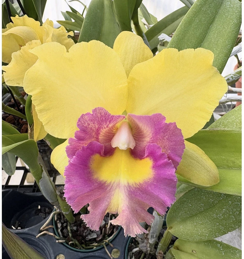 Cattleya orchid with yellow petals and purple-magenta center