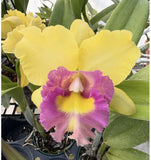 Cattleya Young Kong Sun #16 -Orchid Hybrid -  5Ó Pot Orchids