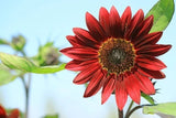 Velvet Queen Sunflower Seeds for Planting- Vibrant Red, Heirloom, Non GMO Sunflower