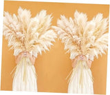 46" inch 20 Stems Natural Pampas Grass Decor Tall, Pompas Grass, Tall Off-white Pampas Grass