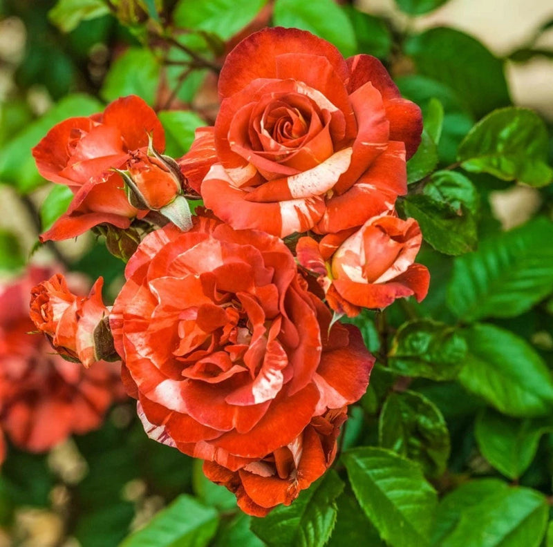 Tropical Lightning Climbing Rose Seeds - Pack 30 Seeds - Rose Flower Gardening Garden Plants