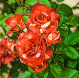 Tropical Lightning Climbing Rose Seeds - Pack 30 Seeds - Rose Flower Gardening Garden Plants