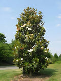 one live Sweet Southern Magnolia tree queen of the south evergreen 18Ó tall now Flowering Plants