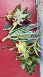 Big Lot Of Cuttings 20 Pieces,beautiful And healthy cuttings  for you. Flowering Plants