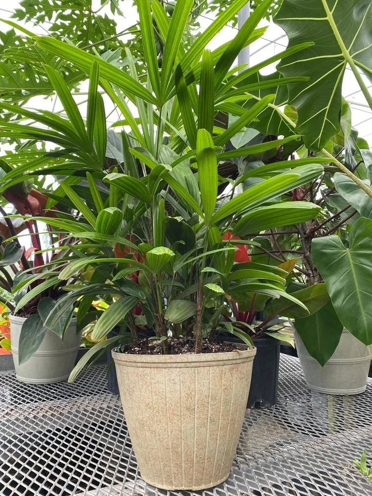 Medium potted palm with arching green fronds in a beige textured planter pot