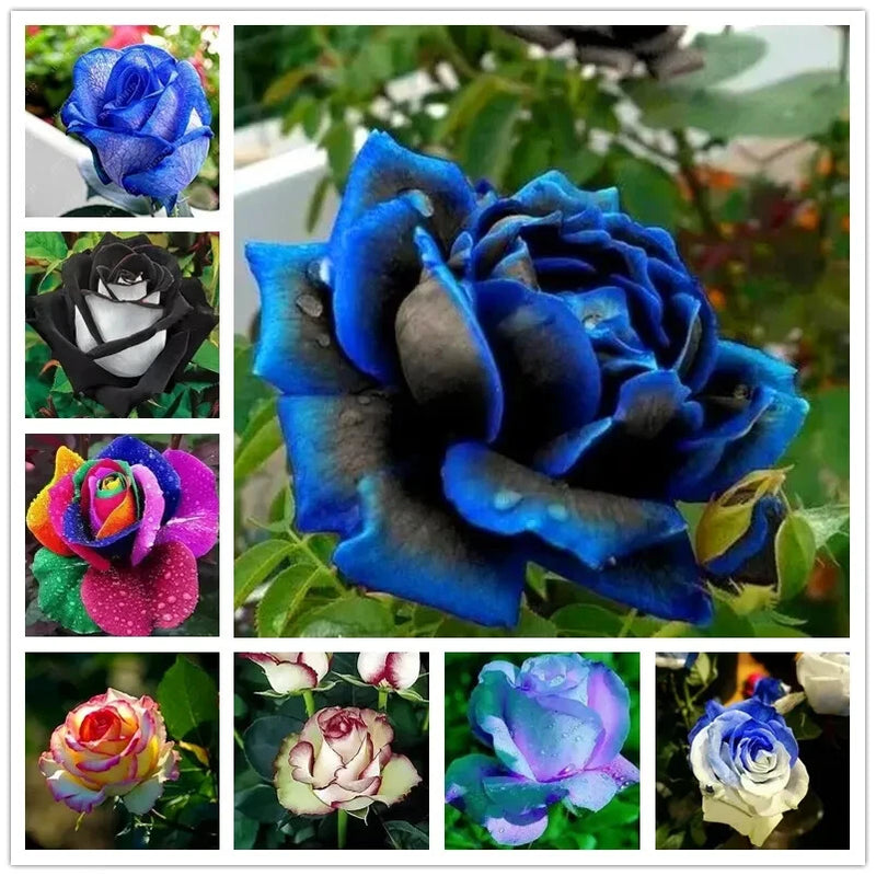 25 PACK RARE ROSE SEEDS for germination garden growing flower bed plant bush Flowering Plants