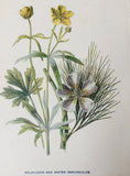 Antique Print Goldilocks & Water Ranunculus c1918 Hulme Botanical Wildflowers Ranunculus