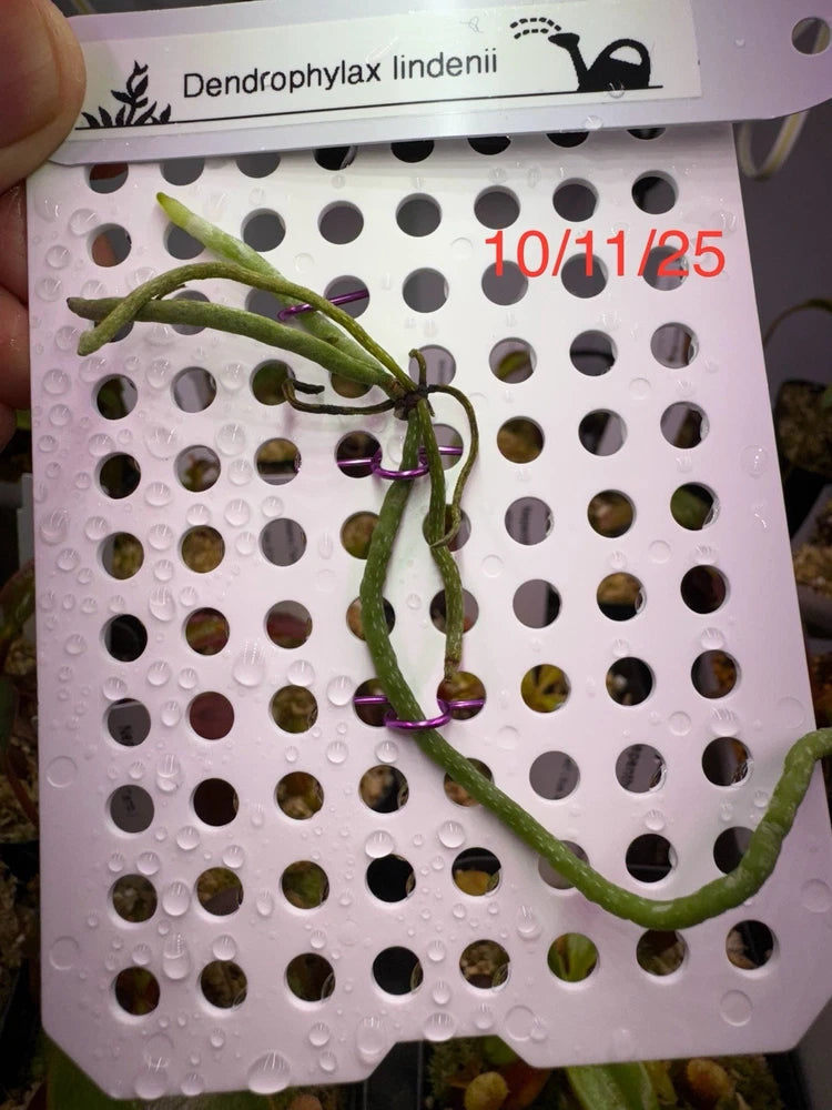 Mounted green orchid on white plastic grid plate with dark circular holes