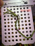 Dendrophylax lindenii Mounted On a Plastic Plate Orchids
