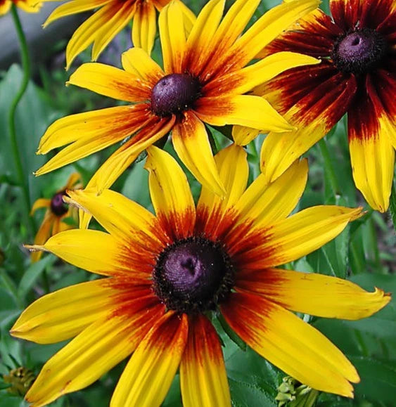 GLORIOSA DAISY SEEDS 4000+ biennial WILDFLOWER BUTTERFLY garden FREE SHIPPING Garden Plants
