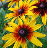 GLORIOSA DAISY SEEDS 4000+ biennial WILDFLOWER BUTTERFLY garden FREE SHIPPING Garden Plants
