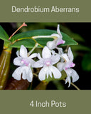 Spiking! Dendrobium Aberrans Orchid, 2 Inch Pot, Miniature den, flowering size Orchids