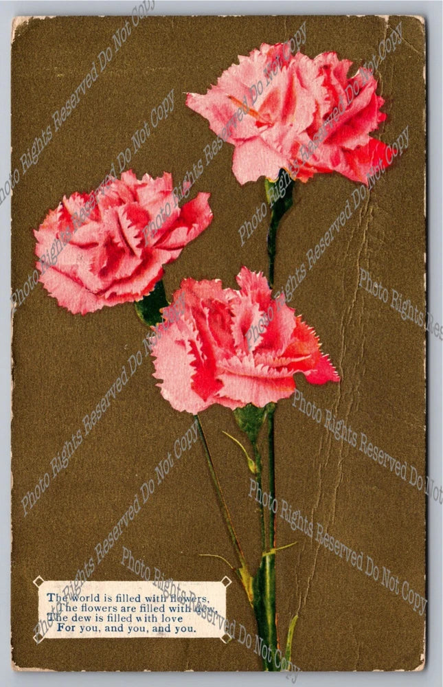 Antique postcard featuring three pink carnation flowers with a small verse