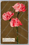 Antique Postcard 1910 pink carnations The World Is Filled With Flowers ... Carnation