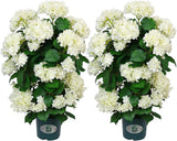 Faux Hydrangea Tree Ð 30 Inch Hydrangea Tree Artificial with White Flowers, UV R Hydrangea