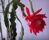 Two (2) Orchid Cactus (Epiphyllum) Big Red Flower 8" Fresh Cuttings Orchids
