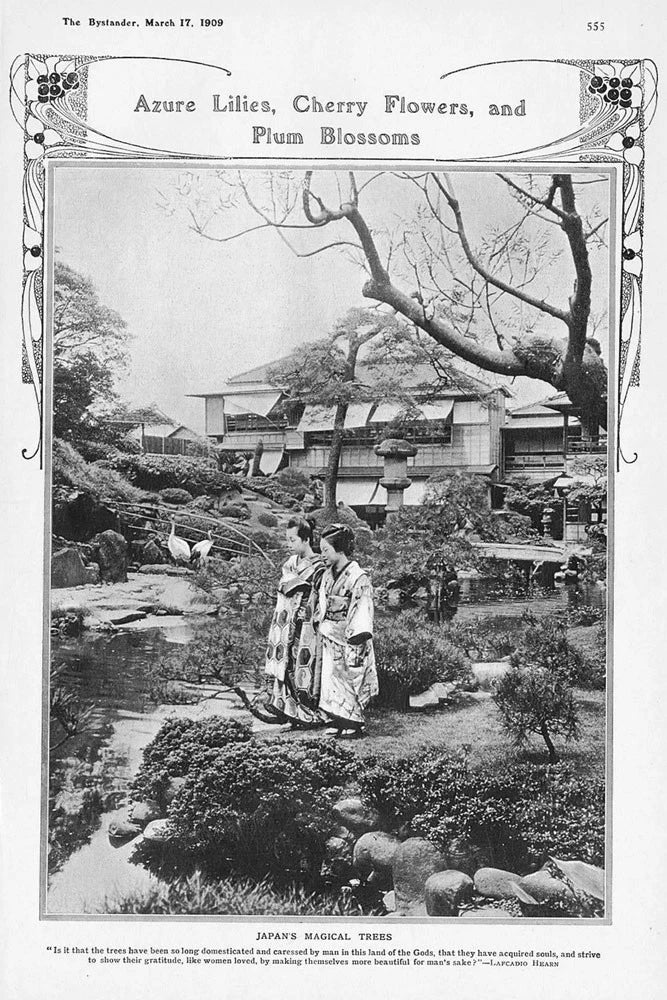 JAPAN Magical Trees; Azure Lilies, Cherry Flowers, Blossoms Antique Print 1909 Lily