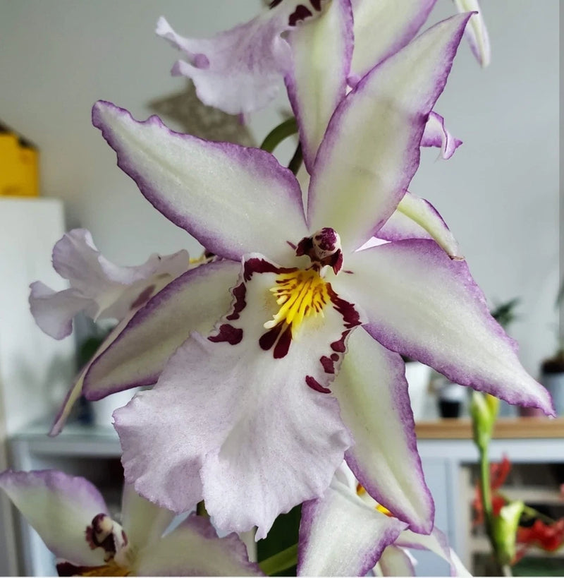 Beallara Ysabella orchid bloom with white petals and purple streaks, yellow center
