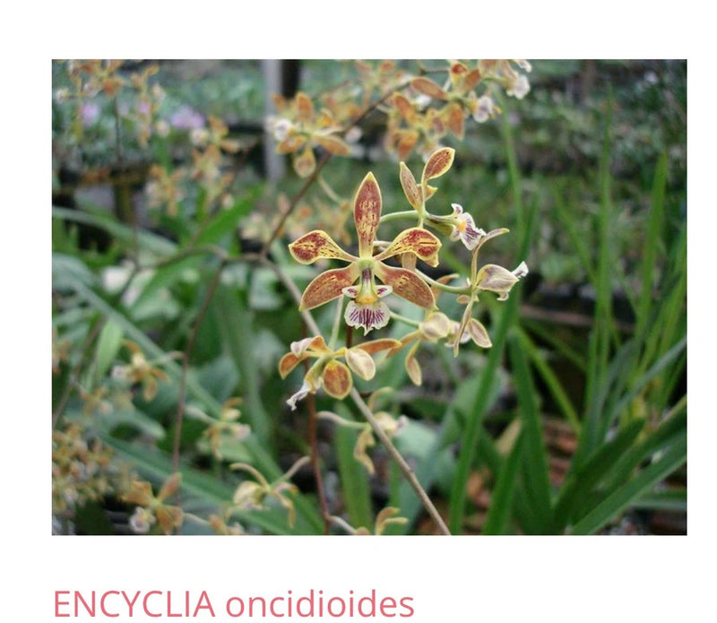 Bare-root Encyclia orchid plant with small brown and white star flowers