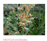 Orchid live rare  Encyclia oncidioides - bare root Orchids