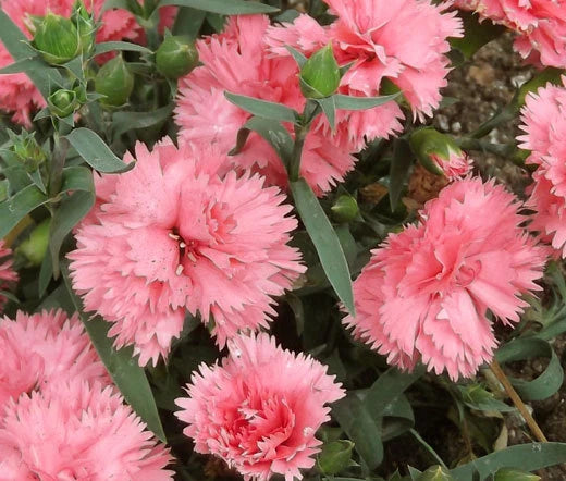 CARNATION CHABAUD LA FRANCE Dianthus Caryophyllus - 20 Seeds Carnation