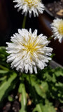 Japanese White Dandelion Seeds RARE 10 Organic Seeds *FREE SHIPPING* Garden Plants