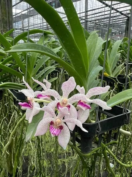 Hybrid Orchid Ð (Rhynchostylis _ vanda pumila ) Hybrid, Limited CollectorÕs Pick Dried Flower