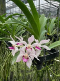 Hybrid Orchid Ð (Rhynchostylis _ vanda pumila ) Hybrid, Limited CollectorÕs Pick Dried Flower