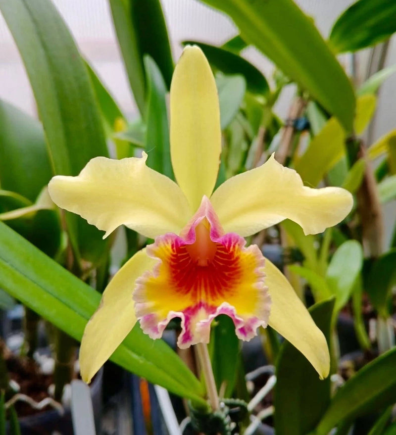 Fragrant hybrid orchid with yellow petals, magenta-red center, and pink ruffled lip