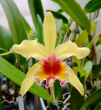 Fragrant Hybrid - Cattleya dowiana fma aurea x Cattelya luteola Orchids