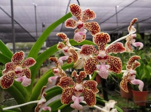 Spotted speckled orchid blooms with pink lips and green leaves