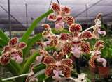 RARE BEAUTIFUL VANDA LOMBOKENSIS ORCHID SPECIES BLOOMING SIZE Orchids