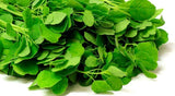 ODERALY 150 Fresh Papalo Seeds Herb Plant, Mexican Culinary Herb, Porophyllum Green Plant