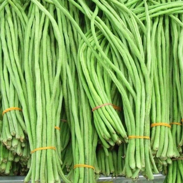 Yard Long Bean Seeds | USA Asparagus Green Asian Seed (__u __a Ng_t) Flowering Plants