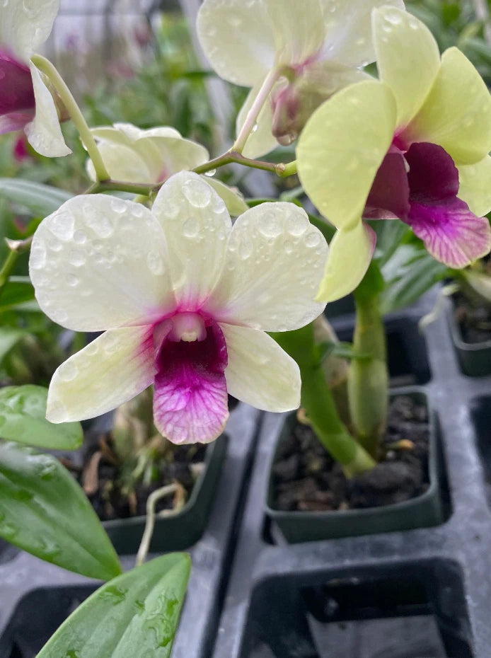 Pale green and white Dendrobium orchid with magenta center, in small black pot
