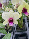 Dendrobium Orchid New Burana Comes in 4