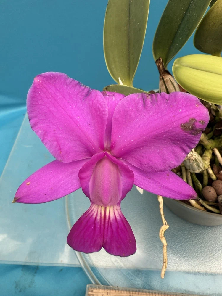 Potted Cattleya orchid with magenta pink five-petal blooms and green leaves
