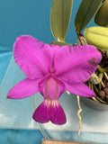Cattleya walkeriana v. Rubra ÔBlackoutÕ JC/AOS Fragrant Orchid Eros 7Ó Pot Orchids