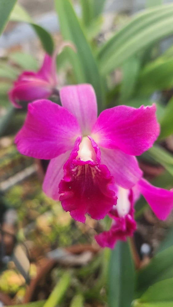 Purple orchid bloom with layered petals and center throat