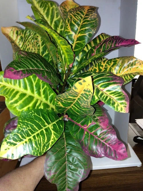 LARGE Artificial Croton plant YELLOW GREEN Flowering Plants