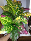 LARGE Artificial Croton plant YELLOW GREEN Flowering Plants