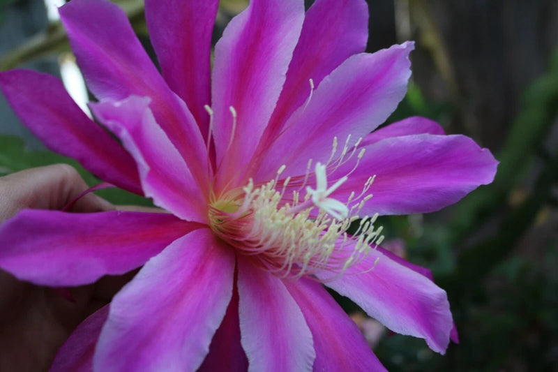 25+ SEEDS Epiphyllum Orchid Cactus WONDERAMA x TIJUANA BRASS free shipping Orchids