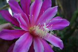 25+ SEEDS Epiphyllum Orchid Cactus WONDERAMA x TIJUANA BRASS free shipping Orchids
