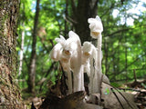 10 Seeds Monotropa Uniflora Ghost Plant Indian Pipe Herbaceous Flowering Plants Flowering Plants