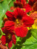 25 Dwarf RED EMPRESS NASTURTIUM Tropaeolum Majus Nanum Hummingbird Flower Seeds Flowering Plants