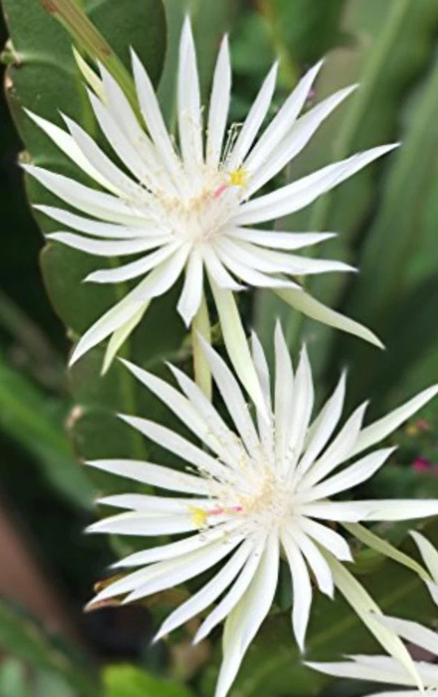 White orchid cactus flower with narrow petals on green stems