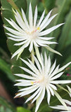 E Hookeri Epiphyllum Orchid Cactus 2 FRESH Cuttings 6-8