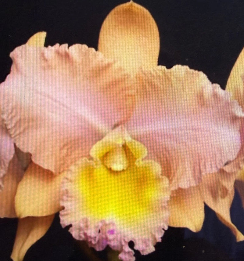 ORCHID Plant Blc Chelsey Nakanishi 2 in pot seedling Orchids